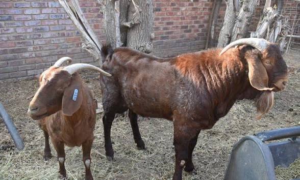 Goats